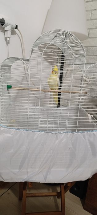 Социална Корема с голяма клетка