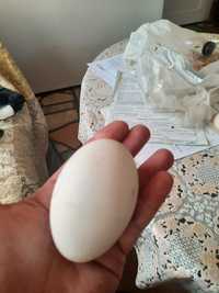 Oua gasca pentru consum