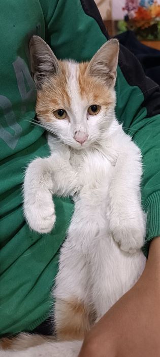 Отдам котёнка в хорошие руки