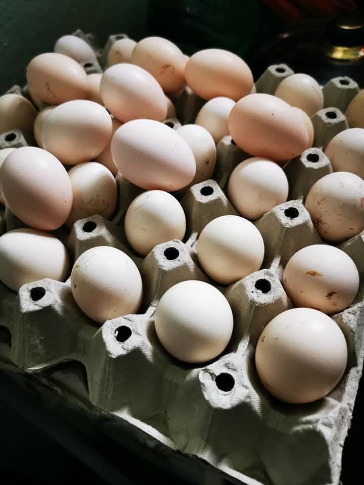 Ouă moțate bărboase încălțate pitice