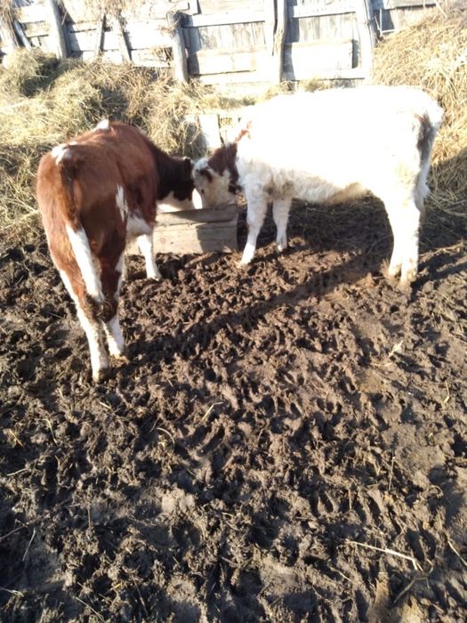 Сатылады баспактар