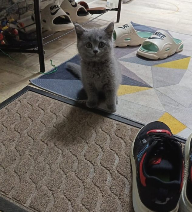 Котята мальчик красивый