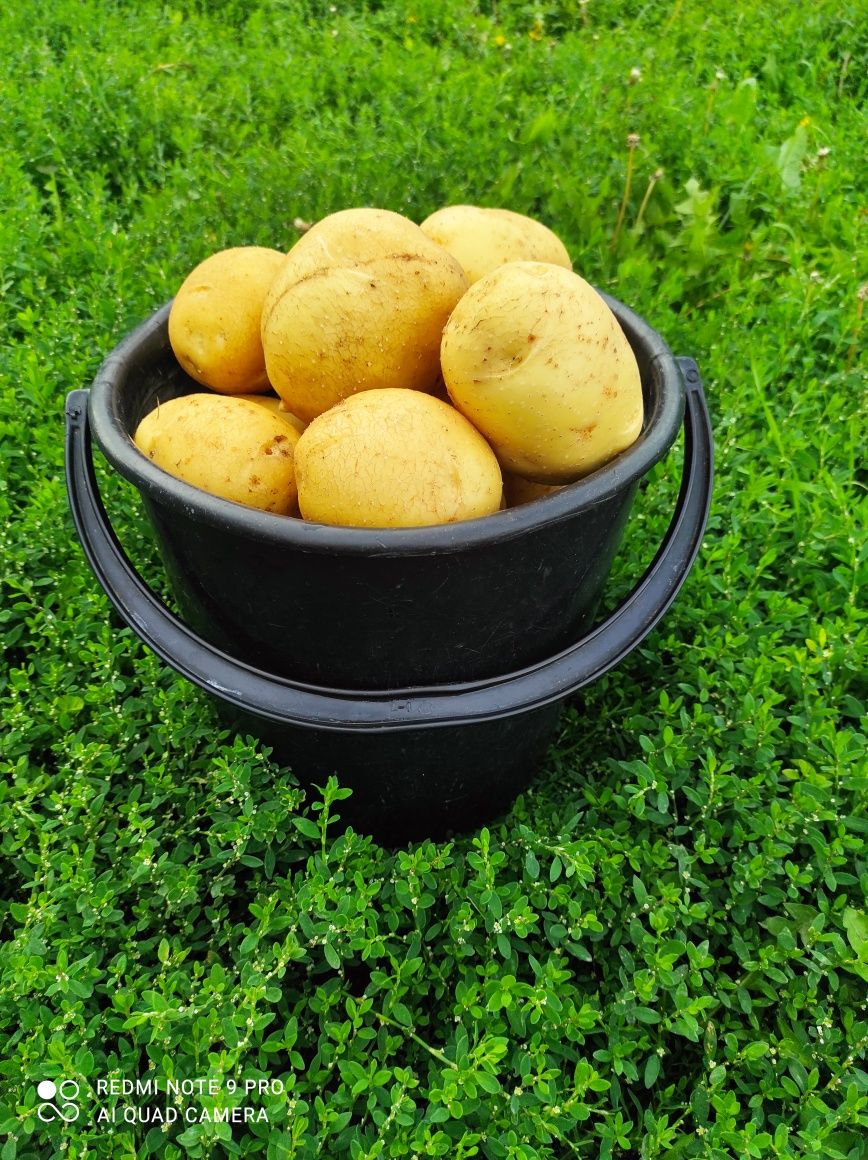 Картофель (ГАЛАНКА)
