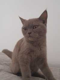 Продам серый британски кот