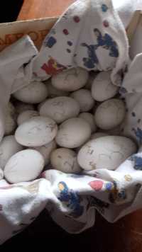 Vind doua giste și un gîscan plus 30 de ouă