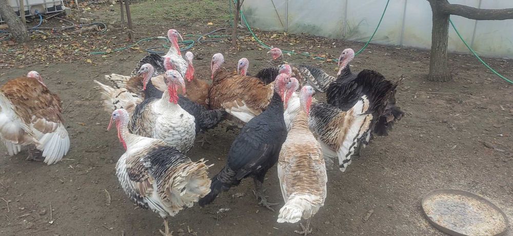 Продавам  Пуйки, Пуйки