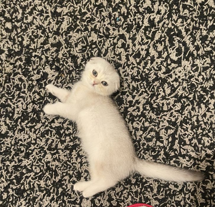 Вислоухая серебристая шиншилла