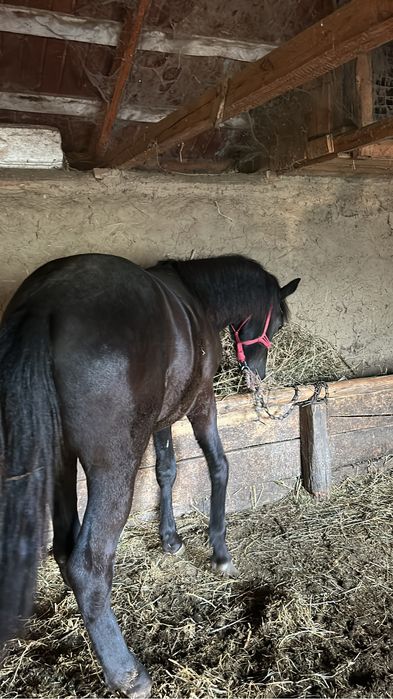 Vând manji (de preferat toti odată)