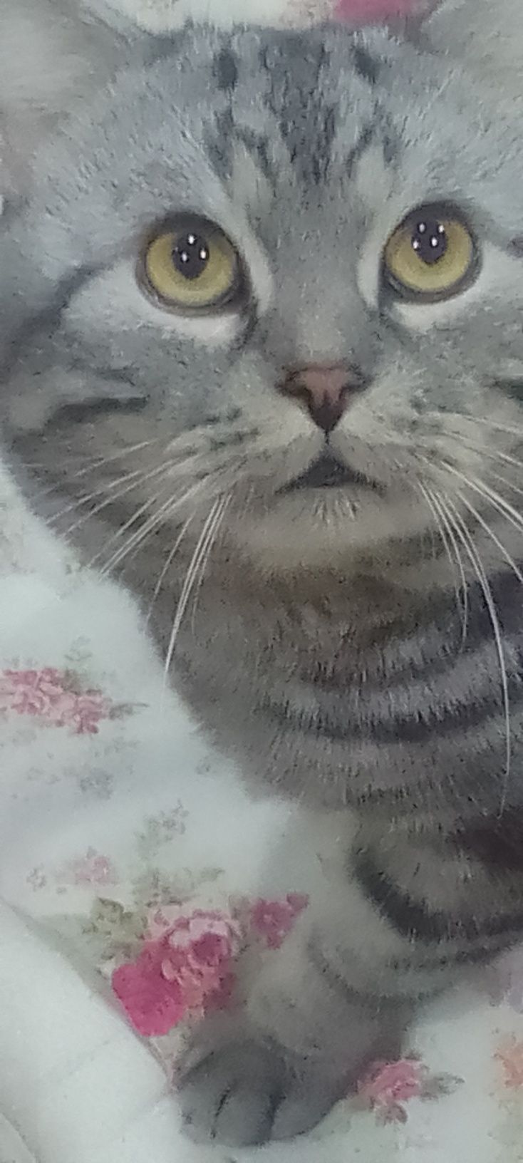 Красивый Шотландский кот приглашает на вязку