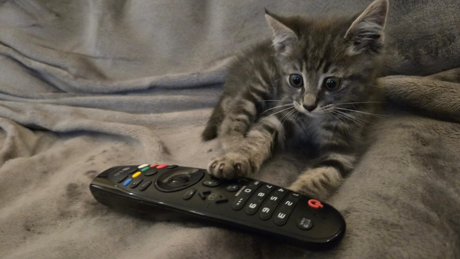 Ищем дом для котёнка (!)