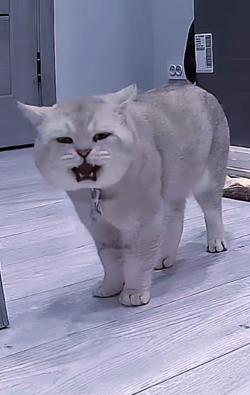Вязка! Кот с опытом