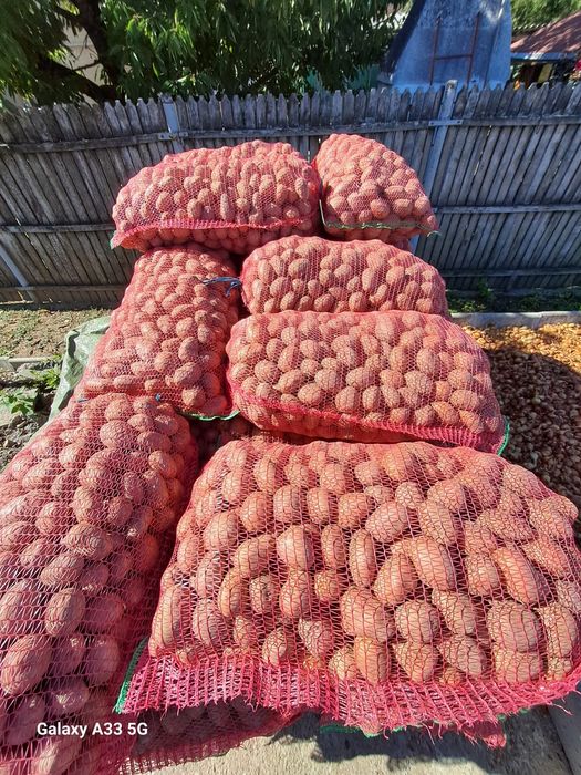 Sămânța de cartofi.