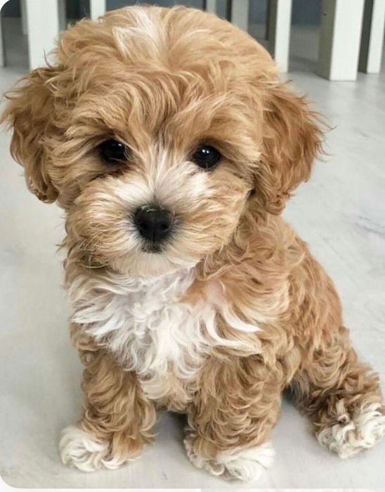 Cățeluș Maltipoo mini toy