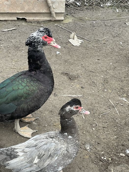 Vand ratoi rasa muta,familii si oua Sussex,Plymouth alb,Australorp.