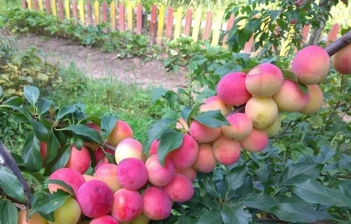 Prun Soiul (Red Freedom )