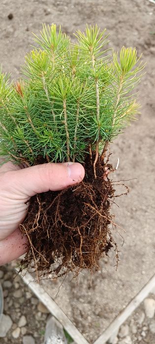 Puieti molid repicat