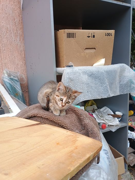 Подарявам две котенца