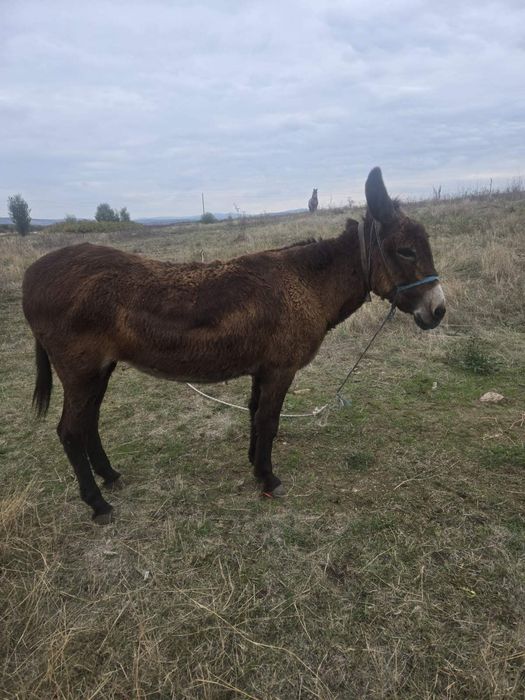 Магарица (испанска порода)