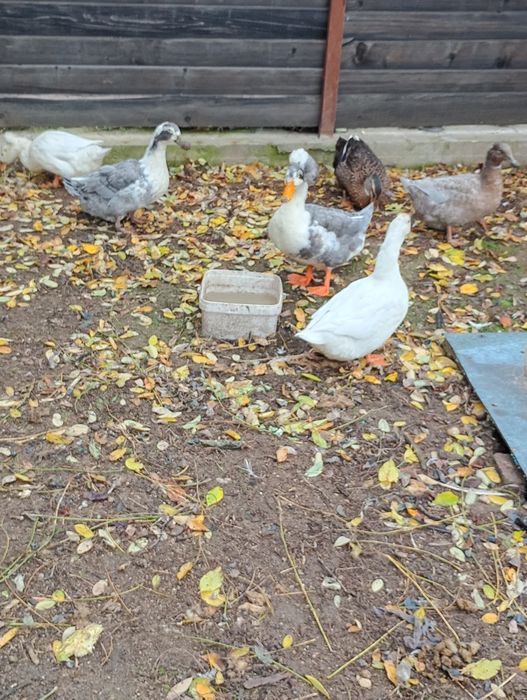 Vând sau schimb rațe