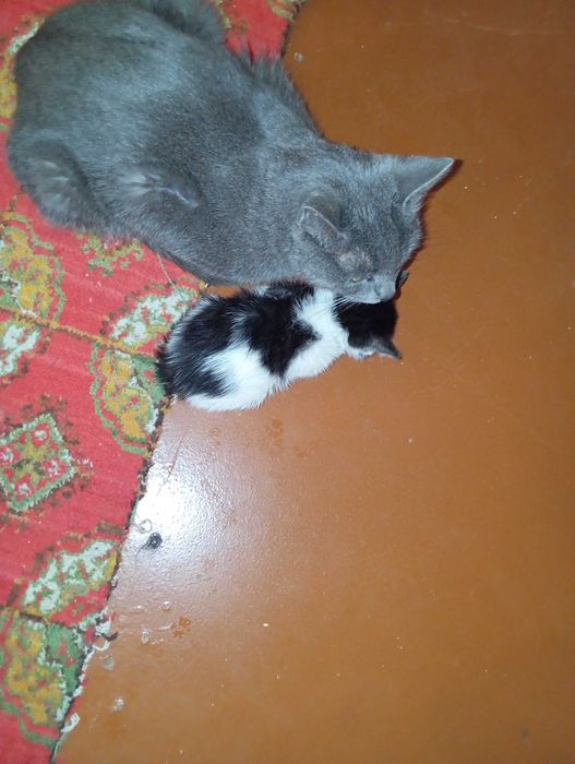 Мушук хадия килинади