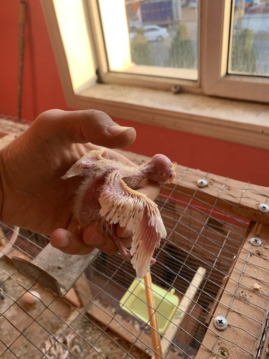 Karella Valnistiy Amadink