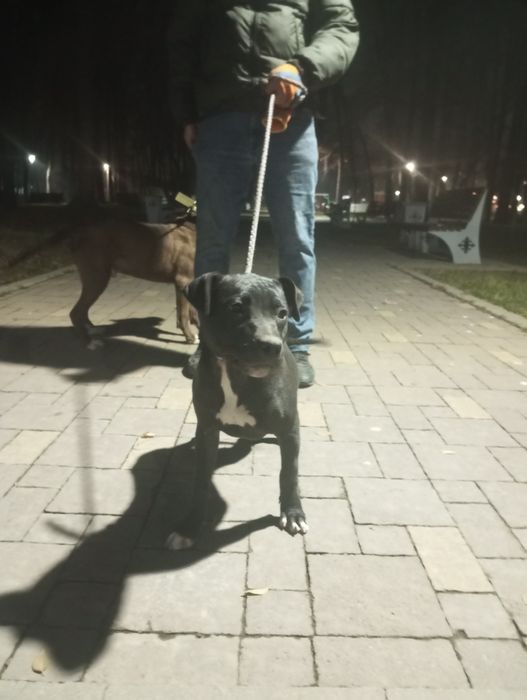 Питбуль девочка 4 месяца