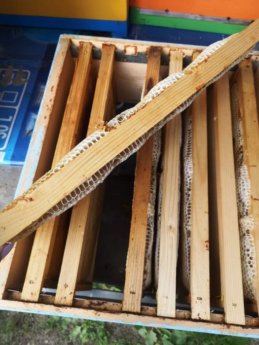 Miere de albine salcâm