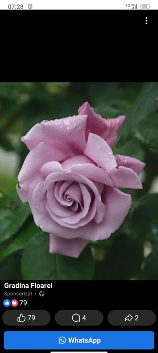 Vând butași trandafiri tufă și urcători