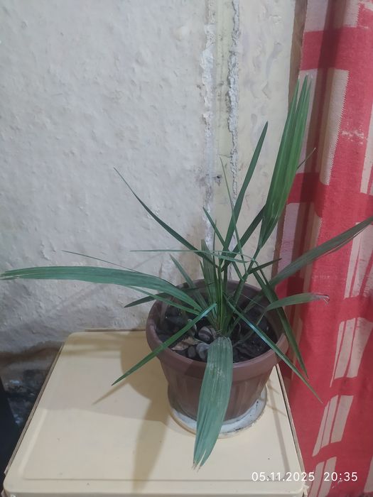 Продам финиковую пальму. Молодая. 1,5 года.