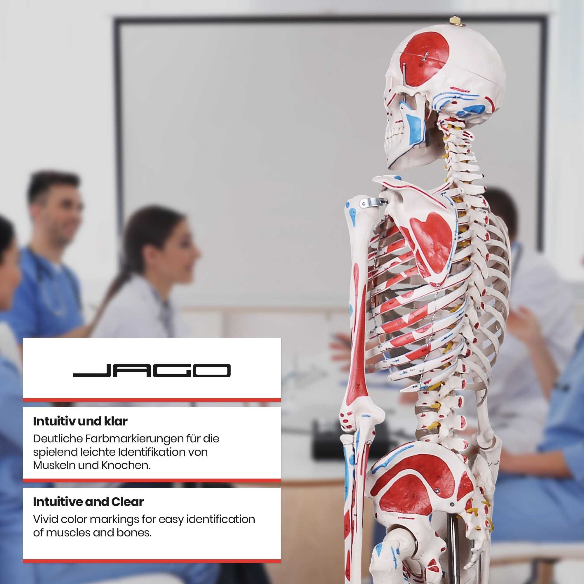 Човешки скелет Jago 181,5 см, медицински анатомичен, образователен