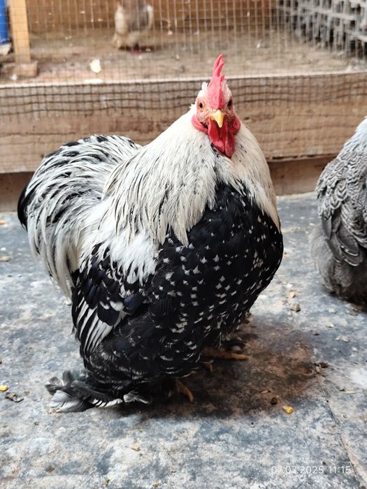 Găini cochinchina pitic herminat închis