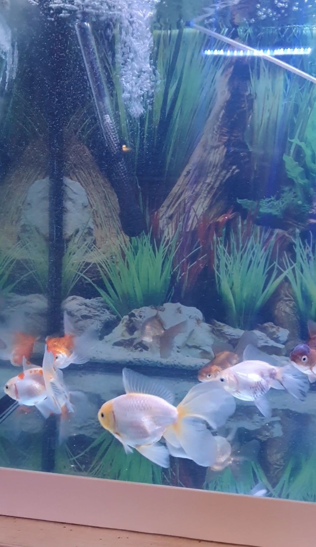 Златни рибки Оранда