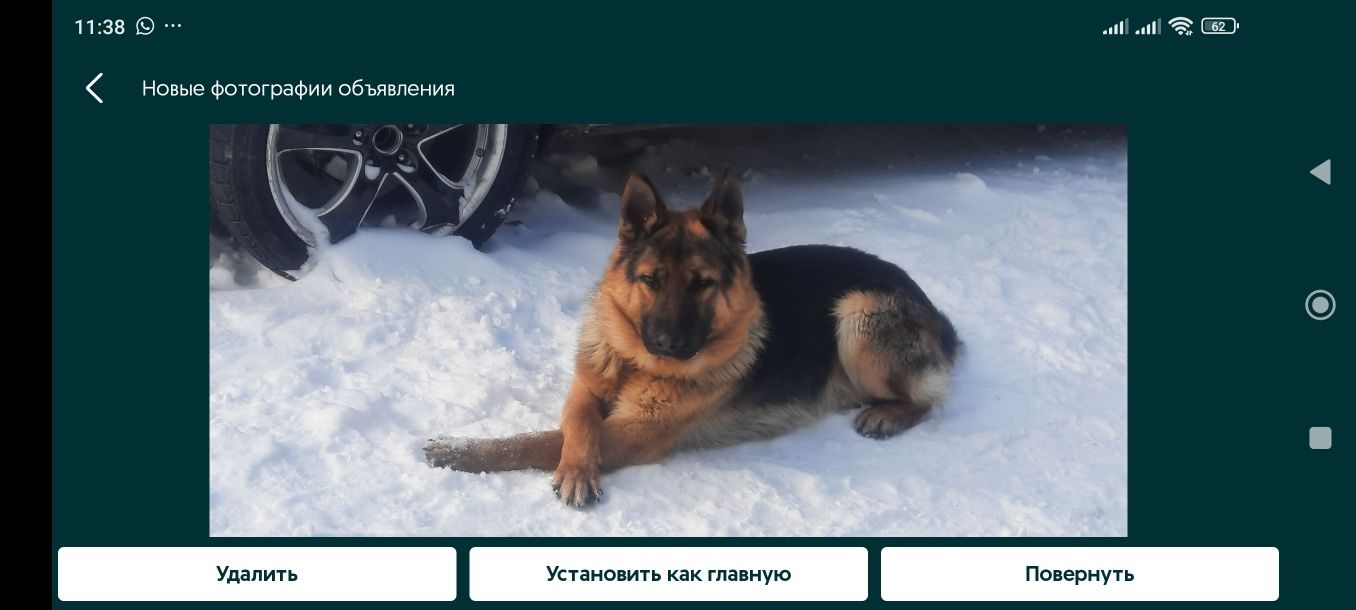 Щенки немецкой овчарки