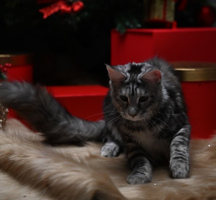 Pisică Maine Coon- Esfir