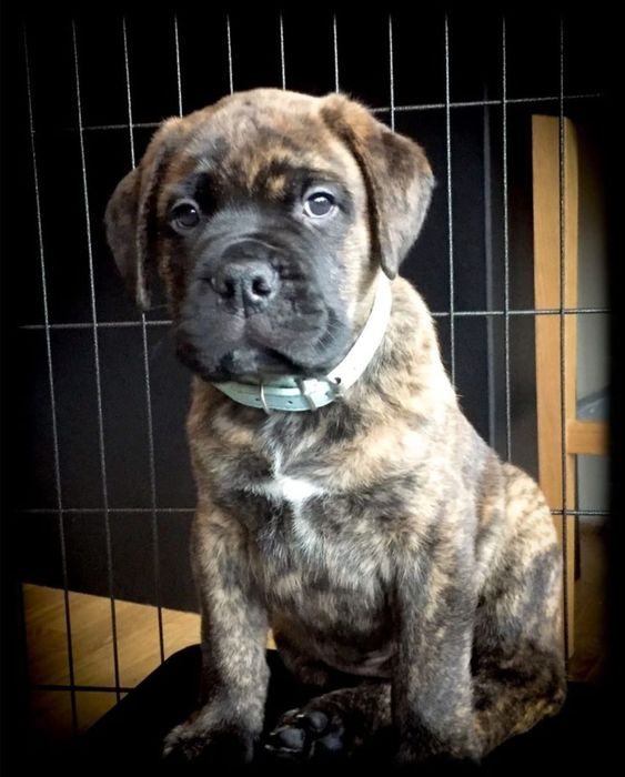 Fetița Presa Canario