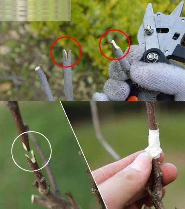 Banda, Mastic pentru altoit profesional pentru altoire si cicatrizare