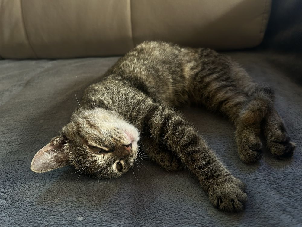 котенок девочка в добрые руки