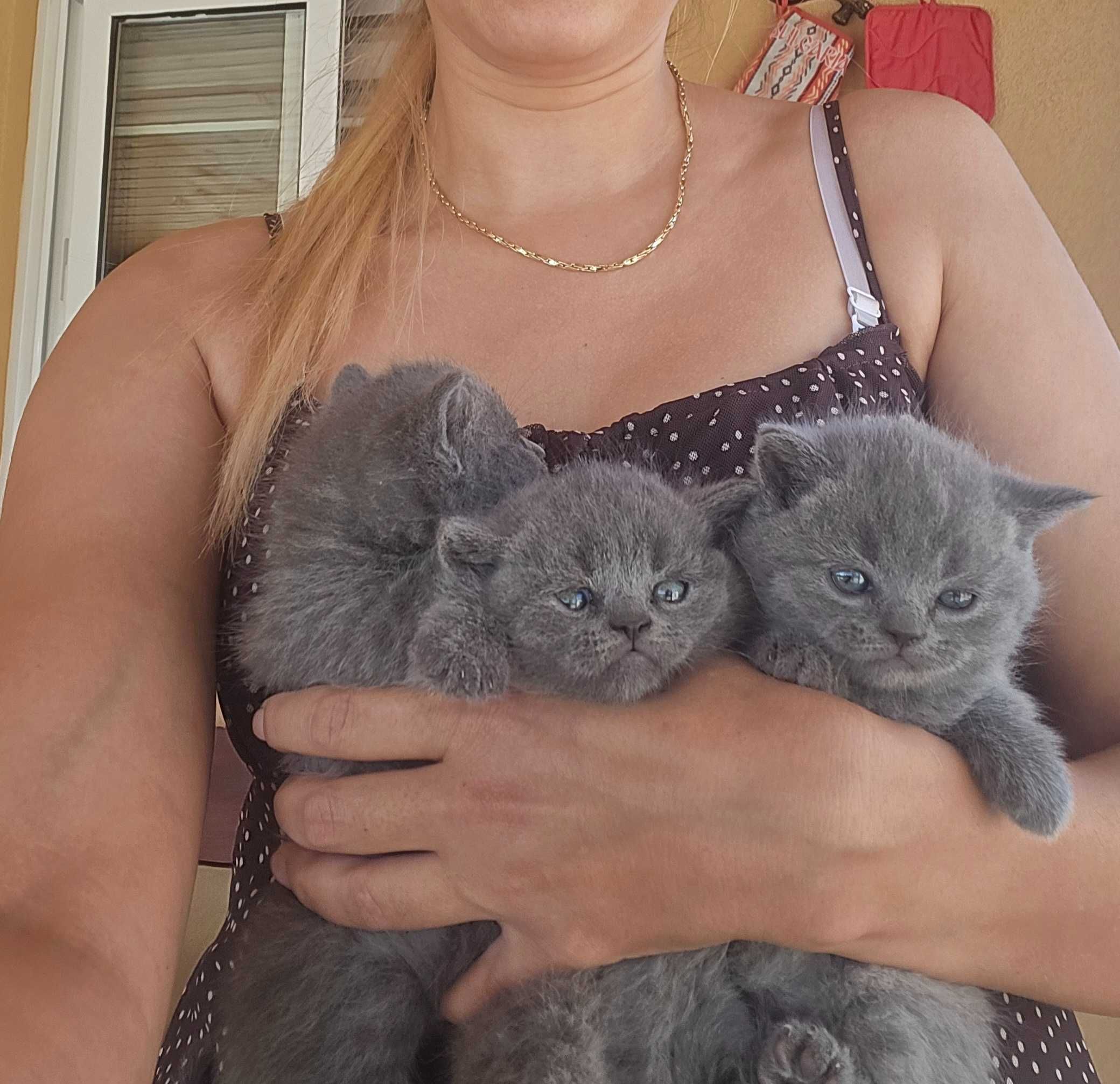 3 Котета Британки