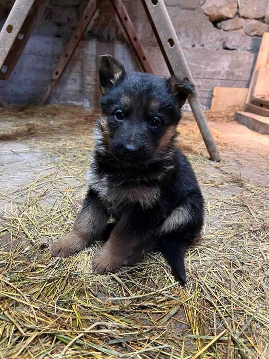 Продавам Немски Овчарки