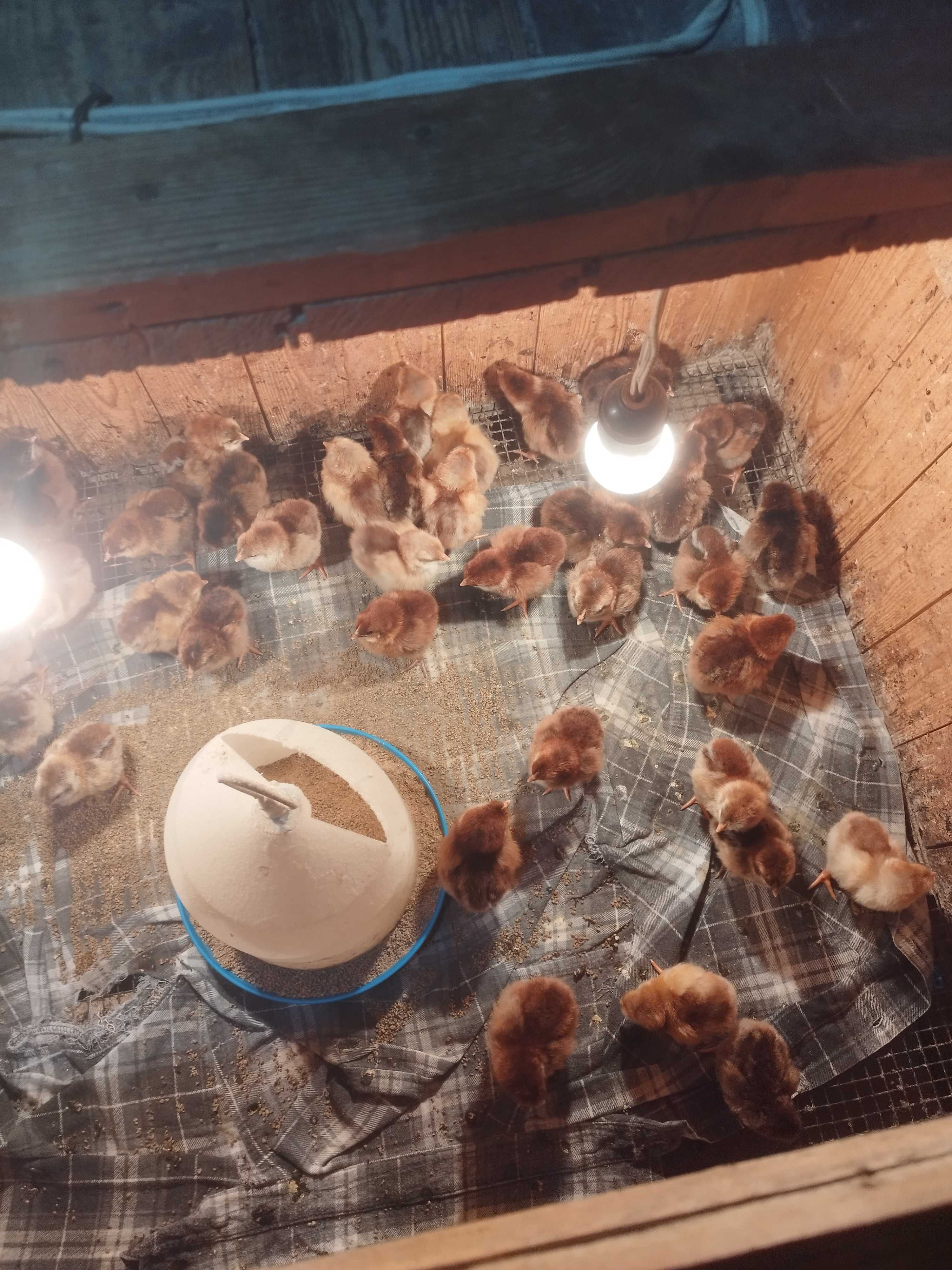 Оплодени яйца от катунски кокошки