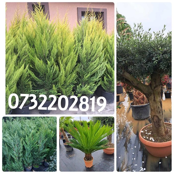 Vând leylandi, spirală, pon pon, bonsai, măslin, gazon, magnolie, tei.