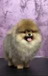 Băiețel Pomeranian cu pedigree!