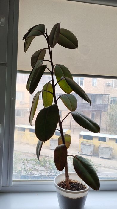 Фикус цветок домашний