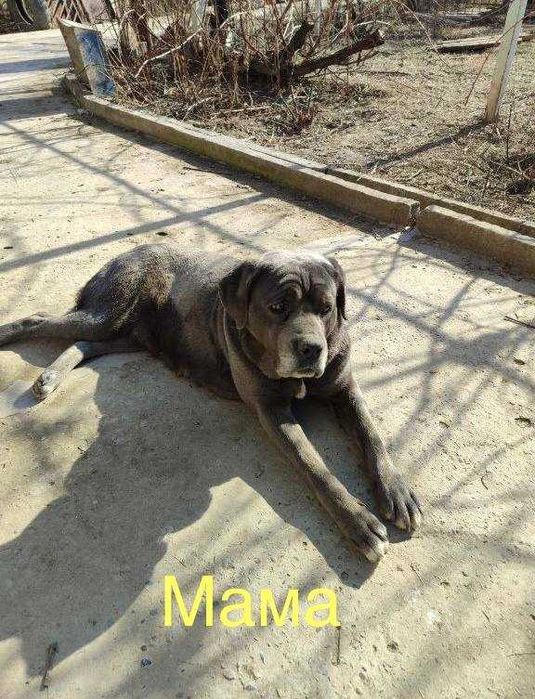 Продажа щенков итальянской породы Кане-корсо