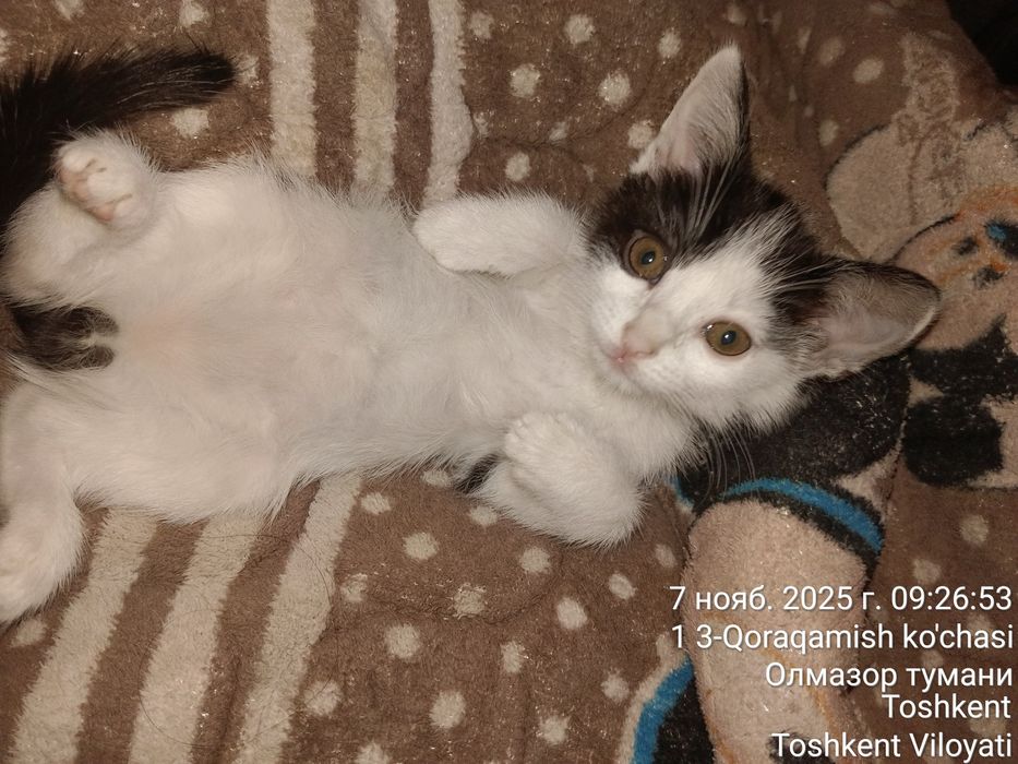 Котята  2 месяца