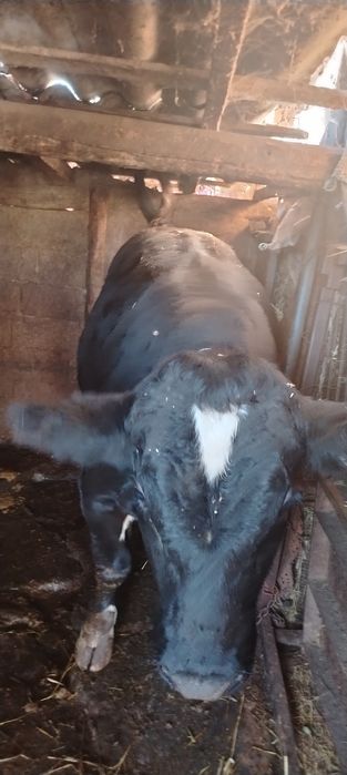 Vand vaci cu vitei, taurasi si juninci