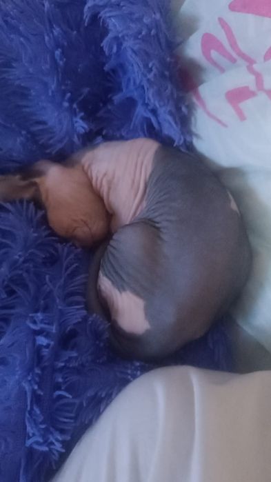 Продам сфинкс , девочка 2  месяца,