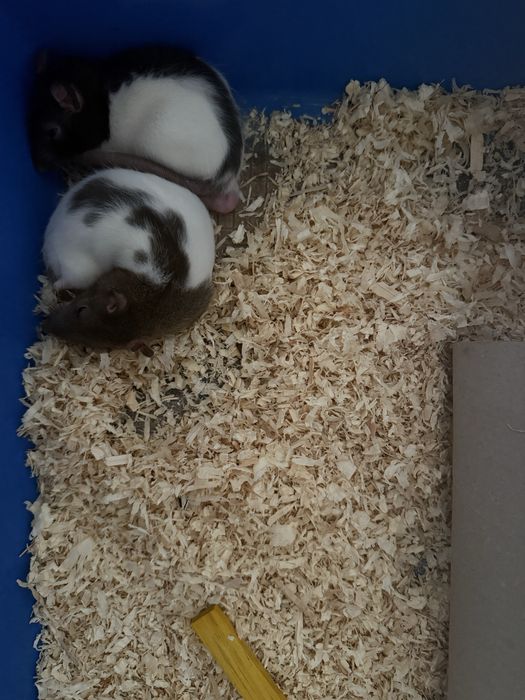 donez sobolani de companie