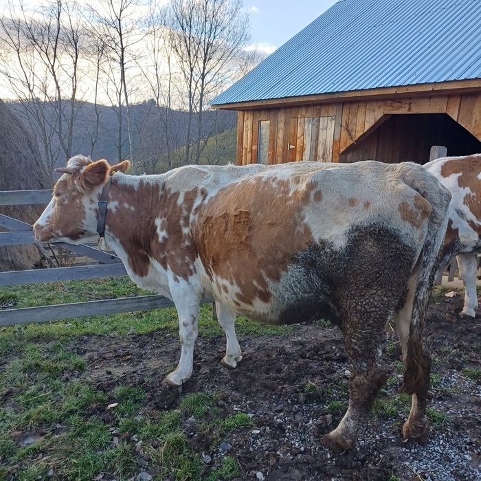 Vand vaca baltata buna de tinut