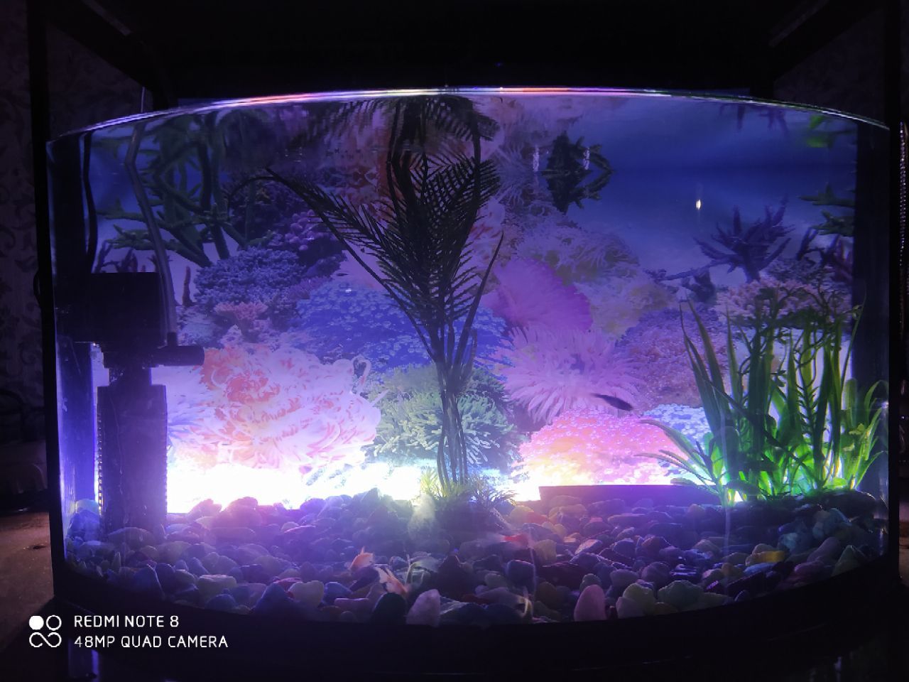 Akvarium, aquarium